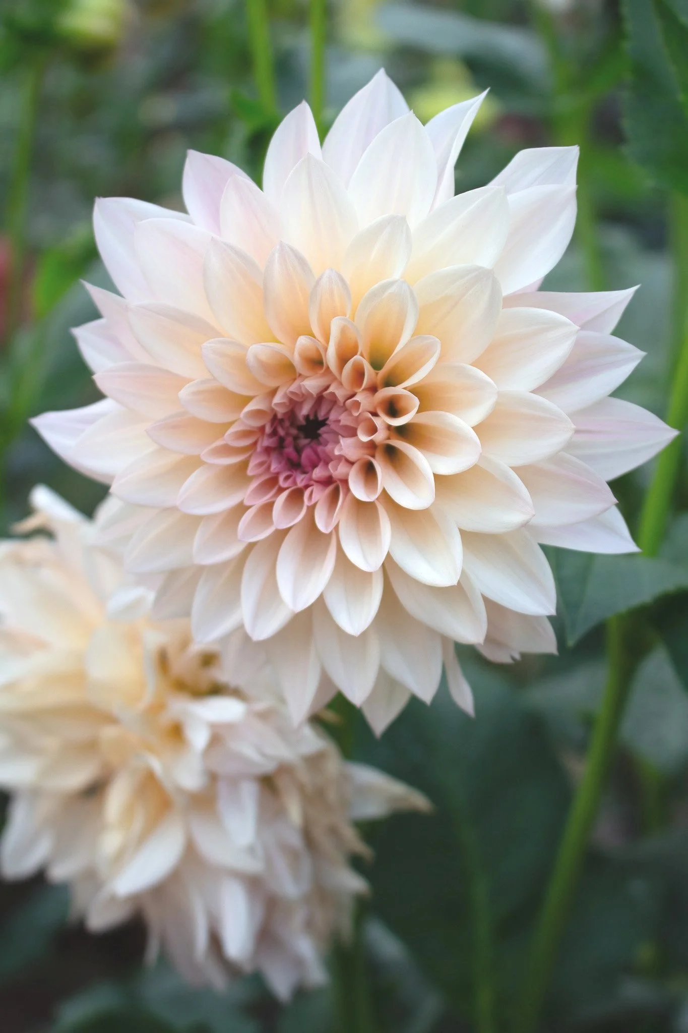 Dahlia : Cafe Au Lait Mini (AKA Jolene) — ciderpress lane